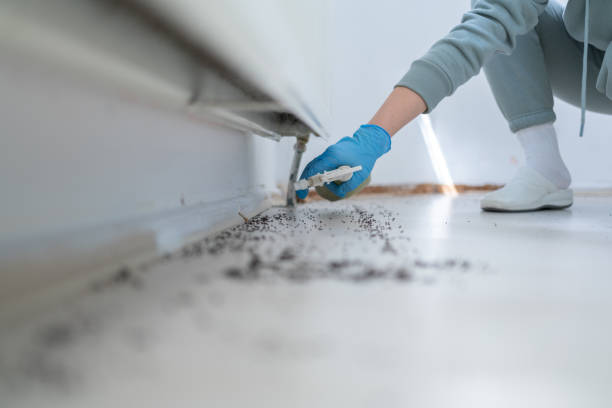 Best Flea Control Services  in Rden, WA